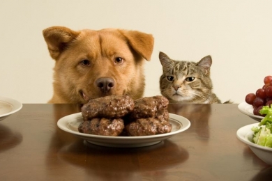 Excesso de sódio faz mal para cães e gatos? Resposta no CBNA Pet | Editora Stilo