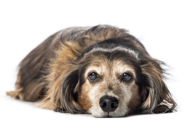 Nutrición canina por etapas