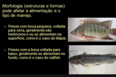 Diferenças entre rações para variadas espécies de peixes | Luiz Gomide Ferraz