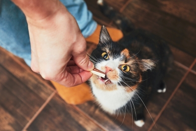  Snacks para Gatos ¿Una Oportunidad de Mercado?