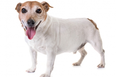  Cómo Prevenir la Obesidad en tu Mascota