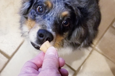  Fuentes de nutrientes de origen vegetal y animal para alimentos secos para mascotas
