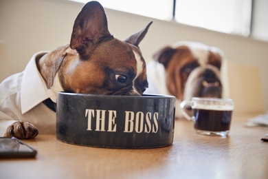  Los Perros eligen su Alimento según su composición nutricional
