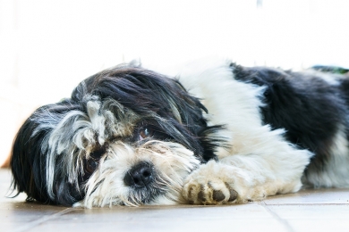  Lo que debes saber sobre el Extracto de Malta en los Alimentos para Mascotas