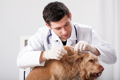  ¿Qué relación existe entre el Alimento y el Pelaje de Perros y Gatos?