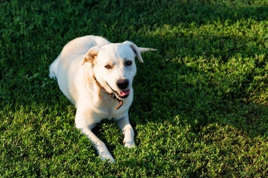  ¿El Alimento puede Afectar en la Ansiedad de las Mascotas?