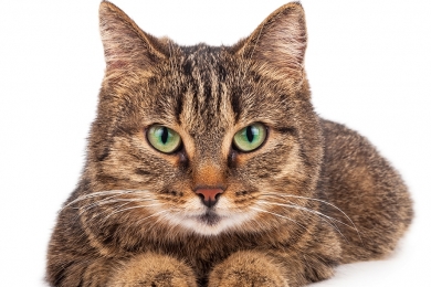 Hipertiroidismo felino: ¿cuánto influye el alimento?
