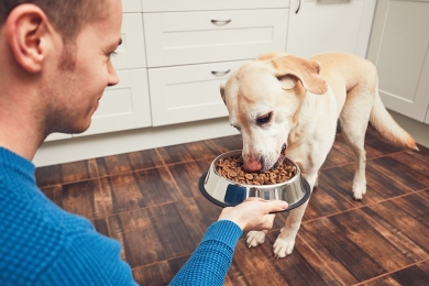 Alimentos húmedos: El Mercado hoy y su Proyección para el 2022 - Tendencias en el Mercado para Mascotas