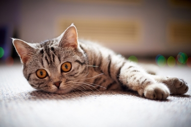 ¿Le darías alimentos con proteínas de insectos a tu perro o gato?