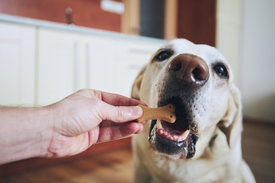 Alimentando el microbioma: Beneficios para la salud y el bienestar canino