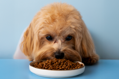 La industria de alimentos para mascotas ya cubre el 92% del mercado ecuatoriano